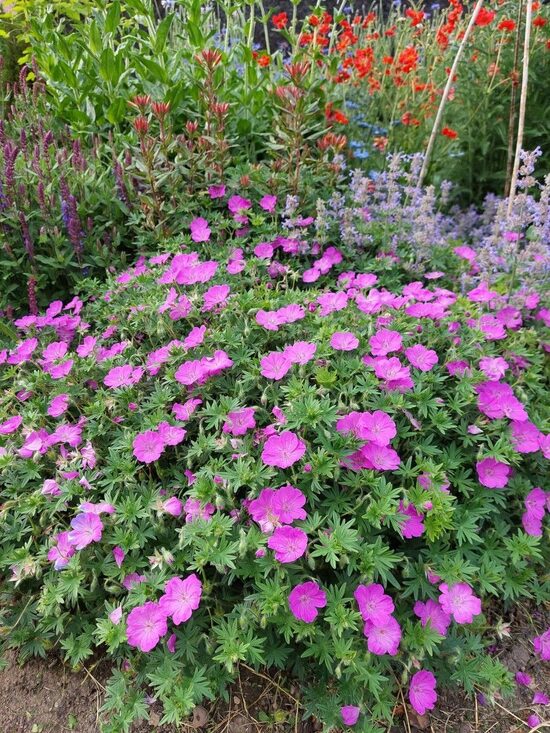 Geranium sanguineum Inverness- gandrene